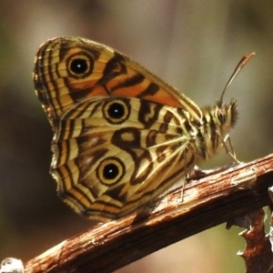 Geitoneura acantha at Lower Cotter Catchment - 12 Dec 2023 11:30 AM