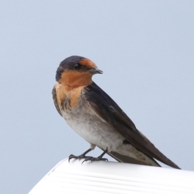 Hirundo neoxena (Welcome Swallow) at Cleveland, QLD - 11 Dec 2023 by TimL