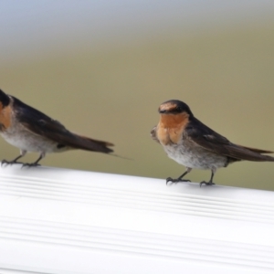 Hirundo neoxena at Cleveland, QLD - 12 Dec 2023