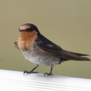 Hirundo neoxena at Cleveland, QLD - 12 Dec 2023