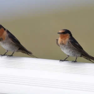 Hirundo neoxena at Cleveland, QLD - 12 Dec 2023