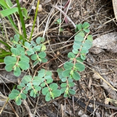 Euphorbia dallachyana (Mat Spurge, Caustic Weed) at Wandiyali-Environa Conservation Area - 12 Dec 2023 by Wandiyali