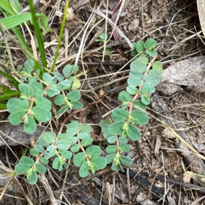 Euphorbia dallachyana (Mat Spurge, Caustic Weed) at Googong, NSW - 11 Dec 2023 by Wandiyali