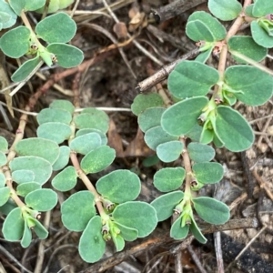 Euphorbia dallachyana at Wandiyali-Environa Conservation Area - 12 Dec 2023