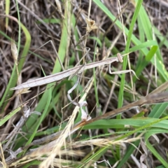 Tenodera australasiae at QPRC LGA - 11 Dec 2023 by Wandiyali