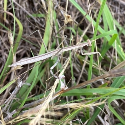 Unidentified Praying mantis (Mantodea) at Googong, NSW - 11 Dec 2023 by Wandiyali