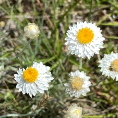 Leucochrysum albicans subsp. tricolor (Hoary Sunray) at Googong, NSW - 12 Dec 2023 by Wandiyali