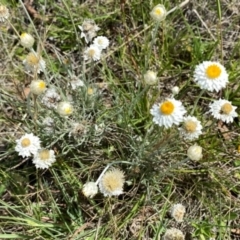 Leucochrysum albicans subsp. tricolor at Wandiyali-Environa Conservation Area - 12 Dec 2023