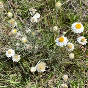 Leucochrysum albicans subsp. tricolor at Wandiyali-Environa Conservation Area - 12 Dec 2023