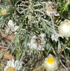 Leucochrysum albicans subsp. tricolor at Wandiyali-Environa Conservation Area - 12 Dec 2023