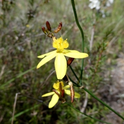 Tricoryne elatior (Yellow Rush Lily) at Googong, NSW - 12 Dec 2023 by Wandiyali