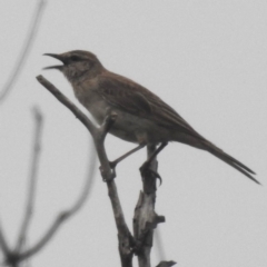 Cincloramphus mathewsi (Rufous Songlark) at Lions Youth Haven - Westwood Farm A.C.T. - 12 Dec 2023 by HelenCross