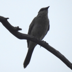 Cincloramphus mathewsi at Lions Youth Haven - Westwood Farm - 12 Dec 2023