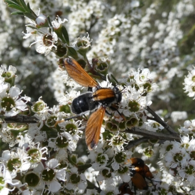 Pelecorhynchus fulvus (Orange cap-nosed fly) at Googong, NSW - 12 Dec 2023 by Wandiyali