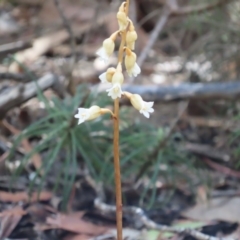 Gastrodia sesamoides (Cinnamon Bells) at ANBG - 11 Dec 2023 by SandraH