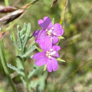 Epilobium billardiereanum subsp. cinereum at Wandiyali-Environa Conservation Area - 12 Dec 2023