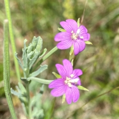 Epilobium billardiereanum subsp. cinereum at Wandiyali-Environa Conservation Area - suppressed