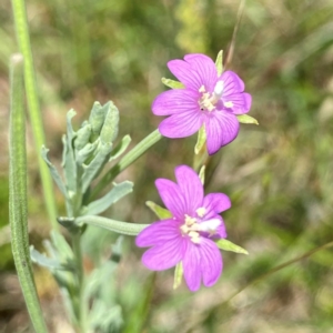 Epilobium billardiereanum subsp. cinereum at Wandiyali-Environa Conservation Area - suppressed