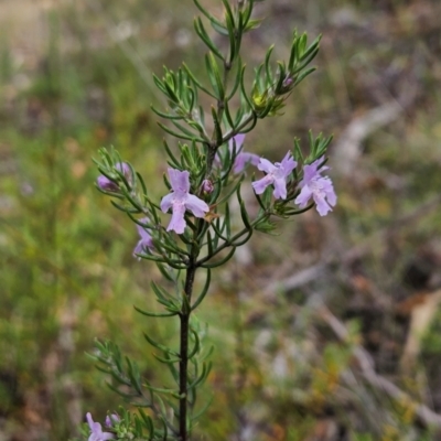 Westringia eremicola (Slender Western Rosemary) at Paddys River, ACT - 12 Dec 2023 by BethanyDunne