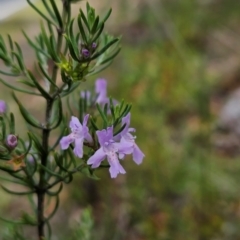 Westringia eremicola at Paddys River, ACT - 12 Dec 2023