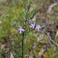 Westringia eremicola at Paddys River, ACT - 12 Dec 2023