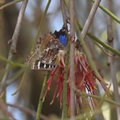 Ogyris amaryllis (Satin Azure) at Lions Youth Haven - Westwood Farm - 12 Dec 2023 by HelenCross