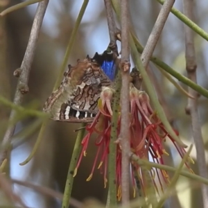 Ogyris amaryllis at Lions Youth Haven - Westwood Farm A.C.T. - 12 Dec 2023 01:03 PM