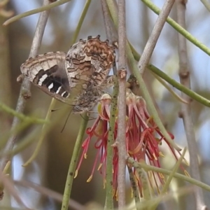 Ogyris amaryllis at Lions Youth Haven - Westwood Farm A.C.T. - 12 Dec 2023 01:03 PM