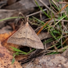 Epidesmia hypenaria at Penrose, NSW - 10 Dec 2023 by Aussiegall