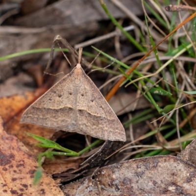 Epidesmia hypenaria at Penrose - 10 Dec 2023 by Aussiegall