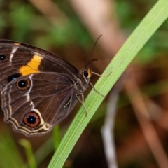 Tisiphone abeona (Varied Sword-grass Brown) at Penrose - 10 Dec 2023 by Aussiegall