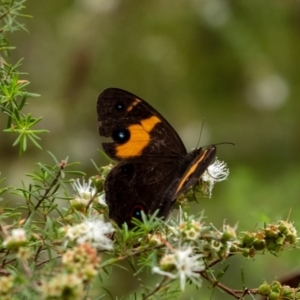 Tisiphone abeona at Wingecarribee Local Government Area - suppressed