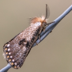 Epicoma contristis (Yellow-spotted Epicoma Moth) at Piney Ridge - 10 Dec 2023 by SWishart