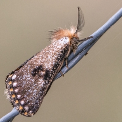 Epicoma contristis (Yellow-spotted Epicoma Moth) at Bluetts Block Area - 10 Dec 2023 by SWishart