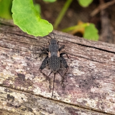 Eurepa marginipennis (Mottled bush cricket) at Penrose - 10 Dec 2023 by Aussiegall