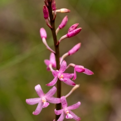 Dipodium roseum (Rosy Hyacinth Orchid) at Penrose - 10 Dec 2023 by Aussiegall
