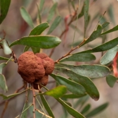 Uromycladium (genus) (A gall forming rust fungus) at Wingecarribee Local Government Area - 10 Dec 2023 by Aussiegall