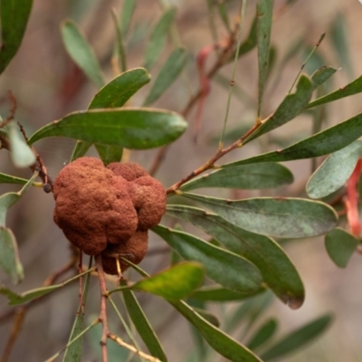 Uromycladium (genus) (A gall forming rust fungus) at Wingecarribee Local Government Area - 10 Dec 2023 by Aussiegall