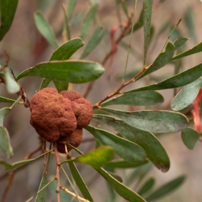 Unidentified Acacia Gall at Wingecarribee Local Government Area - 10 Dec 2023 by Aussiegall