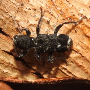 Trogodendron fasciculatum at Lions Youth Haven - Westwood Farm A.C.T. - 12 Dec 2023