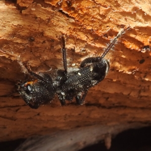 Trogodendron fasciculatum at Lions Youth Haven - Westwood Farm A.C.T. - 12 Dec 2023