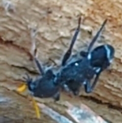 Trogodendron fasciculatum at Lions Youth Haven - Westwood Farm A.C.T. - 12 Dec 2023