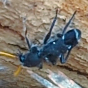 Trogodendron fasciculatum at Lions Youth Haven - Westwood Farm A.C.T. - 12 Dec 2023