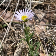 Calotis glandulosa (Mauve Burr-daisy) at Bendoura, NSW - 25 Oct 2023 by JaneR