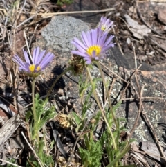 Calotis glandulosa at QPRC LGA - 25 Oct 2023 12:11 PM