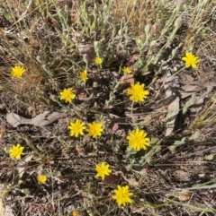 Crepis foetida subsp. foetida (Stinking Hawksbeard) at Mount Majura - 25 Oct 2023 by JaneR