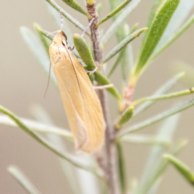 Eulechria electrodes (Yellow Eulechria Moth) at Bluetts Block Area - 10 Dec 2023 by SWishart