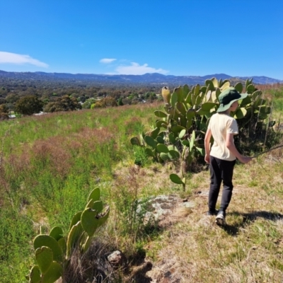 Opuntia sp. (Prickly Pear) at Cooleman Ridge - 22 Oct 2023 by Robhughes