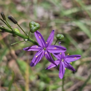 Caesia calliantha at The Pinnacle - 12 Dec 2023