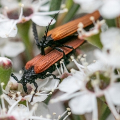 Porrostoma rhipidium (Long-nosed Lycid (Net-winged) beetle) at Denman Prospect 2 Estate Deferred Area (Block 12) - 10 Dec 2023 by SWishart
